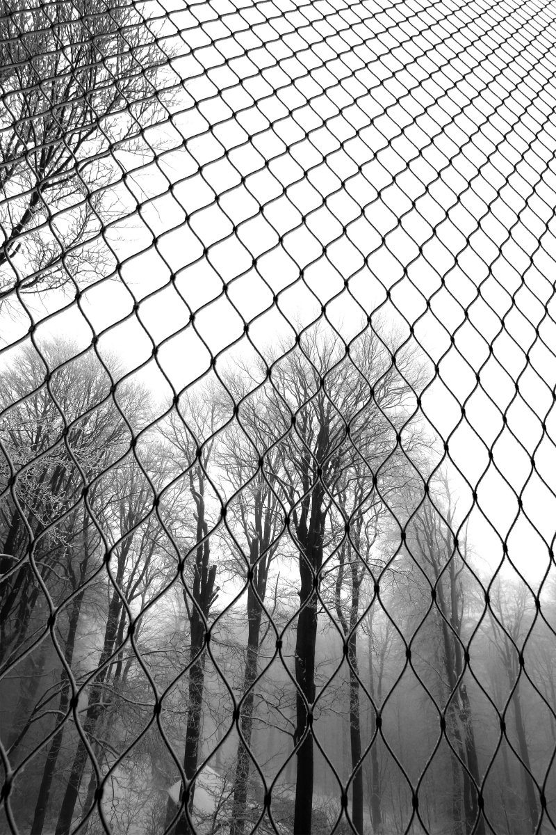 view through the mesh